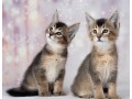 chatons-caracats-f4-et-caracat-f5-disponible-a-vendre-small-1