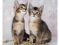 chatons-caracats-f4-et-caracat-f5-disponible-a-vendre-small-0