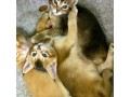 chatons-caracats-f4-et-caracat-f5-disponible-a-vendre-small-3
