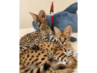 Chatons serval , savannah et caracal