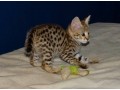chatons-serval-et-savannah-disponibles-small-0
