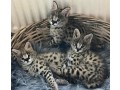 chatons-serval-et-savannah-disponibles-small-3
