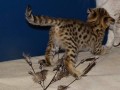 chatons-serval-et-savannah-disponibles-small-1