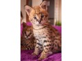 chatons-serval-et-savannah-disponibles-small-4