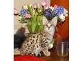 chatons-serval-et-savannah-disponibles-small-2