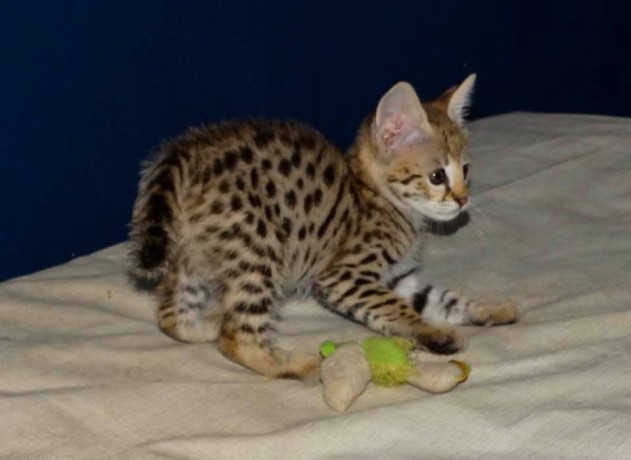 chatons-serval-et-savannah-disponibles-big-0