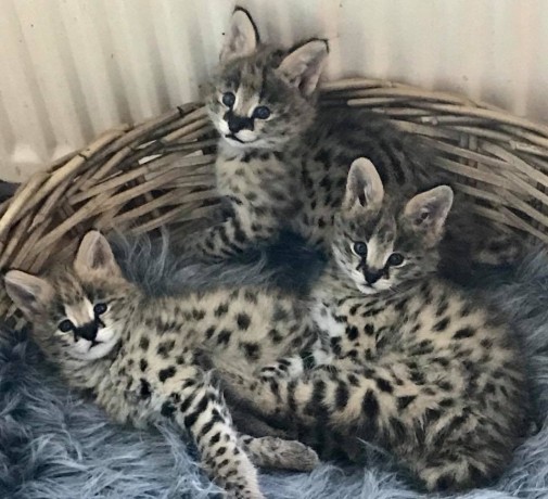 chatons-serval-et-savannah-disponibles-big-3