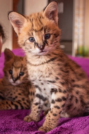 chatons-serval-et-savannah-disponibles-big-4