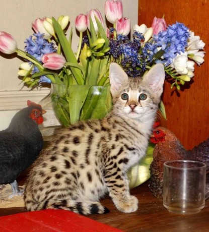 chatons-serval-et-savannah-disponibles-big-2