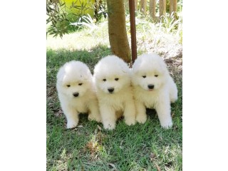 Chiots samoyede a donner