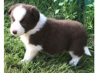 Chiots Border collie a donner