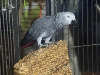 tres-beau-perroquet-gris-du-gabon