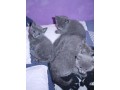chatons-bleu-russe-a-adopter-ils-sont-dune-beaute-incroyable-small-0