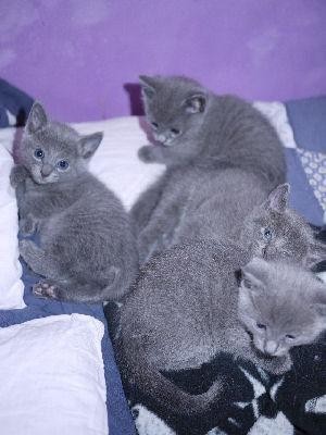 chatons-bleu-russe-a-adopter-ils-sont-dune-beaute-incroyable-big-0