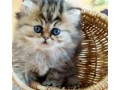 2-beaux-chatons-persan-a-donner-small-1