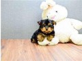 chiots-yorkshire-terrier-a-donner-small-1