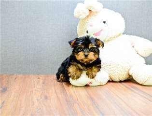chiots-yorkshire-terrier-a-donner-big-1