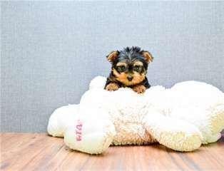 chiots-yorkshire-terrier-a-donner-big-0