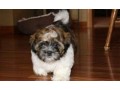 tres-beau-chiot-shih-tzu-a-donner-contre-soins-small-0