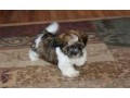 tres-beau-chiot-shih-tzu-a-donner-contre-soins-small-1