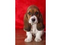 chiot-type-basset-hound-a-donner-contre-bons-soin-small-0