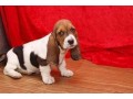 chiot-type-basset-hound-a-donner-contre-bons-soin-small-1