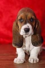 chiot-type-basset-hound-a-donner-contre-bons-soin-big-0