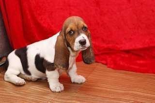 chiot-type-basset-hound-a-donner-contre-bons-soin-big-1
