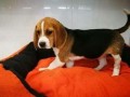 chiot-beagle-cherche-un-nouveau-maitre-small-0