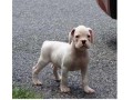 tres-beau-chiot-boxer-a-donner-small-0