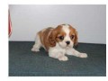donne-chiot-cavalier-king-charles-small-1