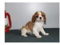 donne-chiot-cavalier-king-charles-small-0