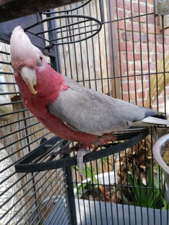 perroquet-rosalbin-cacatoes-big-0