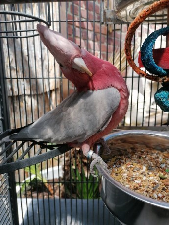 perroquet-rosalbin-cacatoes-big-2