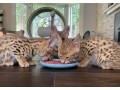 serval-kitten-for-sale-small-2