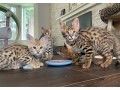 serval-kitten-for-sale-small-1
