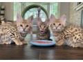 serval-kitten-for-sale-small-3