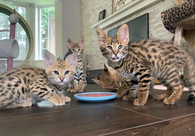 serval-kitten-for-sale-big-1