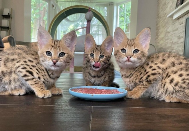 serval-kitten-for-sale-big-3