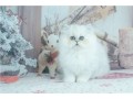 2-beaux-chatons-persan-a-donner-small-0