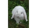 lapin-belier-blanc-small-0