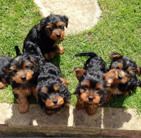 miniature-yorkie-puppies-big-2