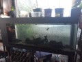 aquarium-a-vendre-small-0