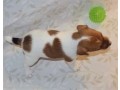 a-donner-chiot-type-jack-russel-male-small-1