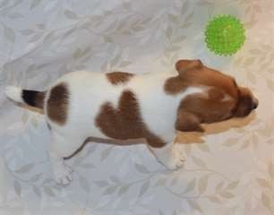 a-donner-chiot-type-jack-russel-male-big-1