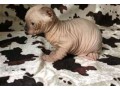 tres-beau-chaton-nu-sans-poils-sphynx-a-donner-small-0