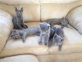 chatons-bleu-russe-cherche-nouveau-foyer-small-0