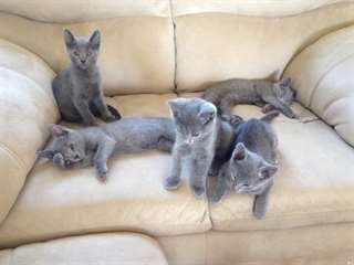 chatons-bleu-russe-cherche-nouveau-foyer-big-0