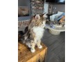 maine-coon-male-small-4