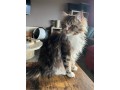 maine-coon-male-small-0